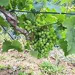 Quinta De Villasete * Alpendurada
