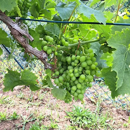 Quinta De Villasete * Alpendurada