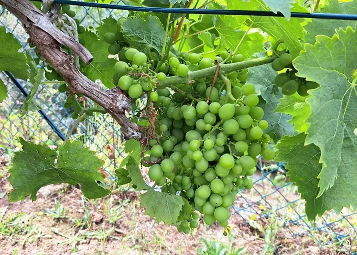 Quinta De Villasete * Alpendurada